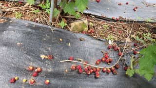 산딸기 쌍둥맘 영신님의 딸기 · 일상 작성글 사진