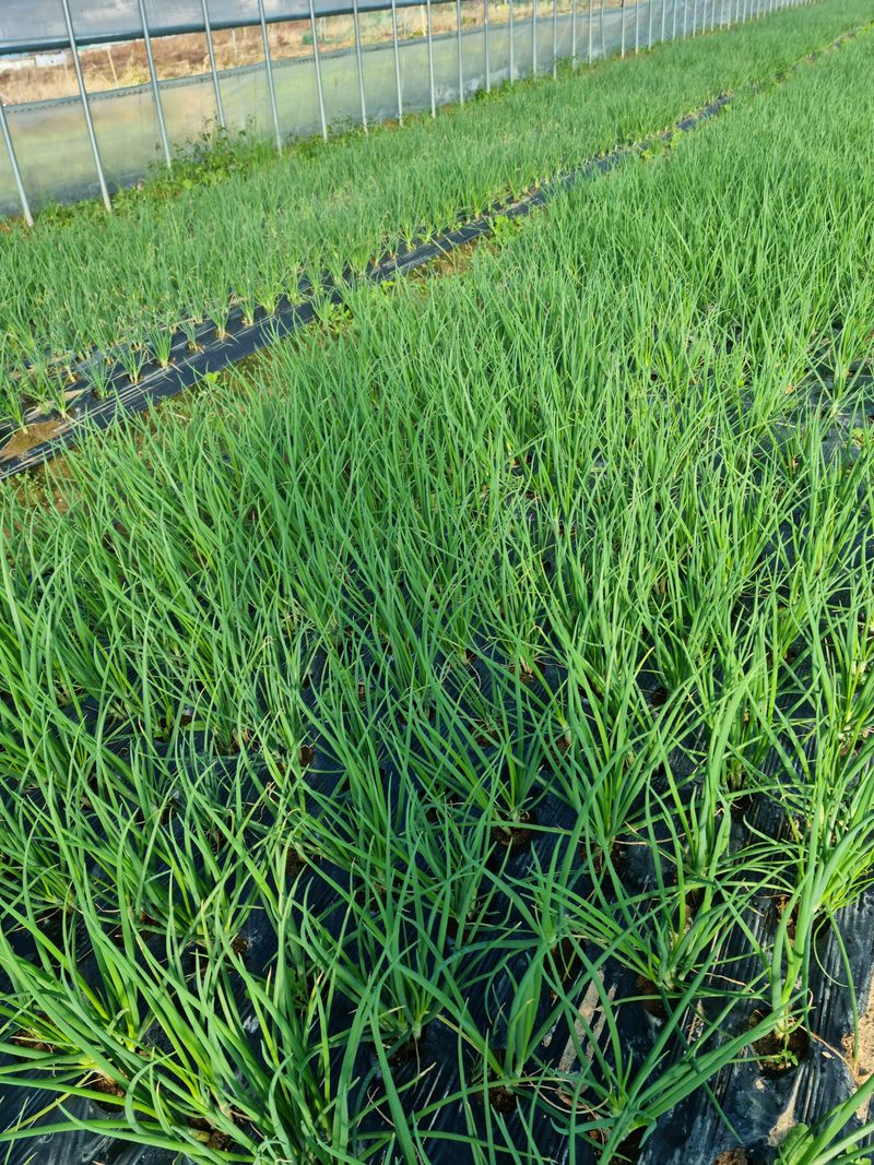 장터 상품 [흙쪽파(하우스2동 판매함  사진8일사진)] 썸네일