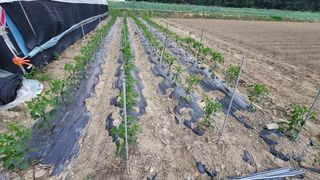 정상훈님의 고추 · 일상 작성글 사진