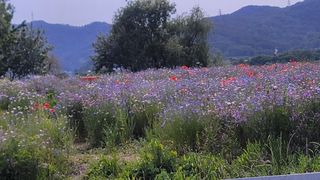 정상훈님의 고추 · 일상 작성글 사진