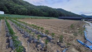 정상훈님의 고추 · 일상 작성글 사진