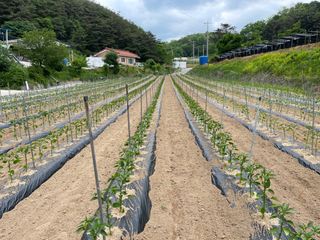 이재운님의 금쪽같은 내 작물 자랑하기 · 참여 작성글 사진