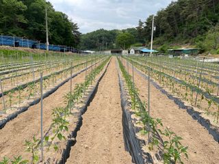 이재운님의 금쪽같은 내 작물 자랑하기 · 참여 작성글 사진