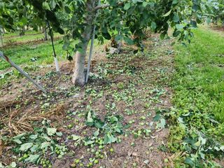 알 수 없음님의 사과 · 일상 작성글 사진