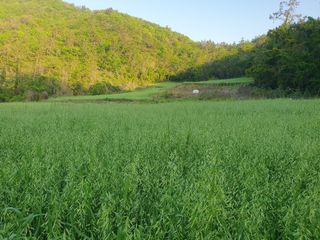 남재님의 금쪽같은 내 작물 자랑하기 · 참여 작성글 사진