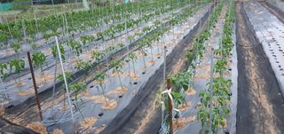 팜모닝회원 성주 님의 금쪽같은 내 작물 자랑하기 · 참여 작성글 사진