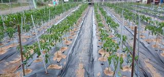 팜모닝회원 성주 님의 금쪽같은 내 작물 자랑하기 · 참여 작성글 사진