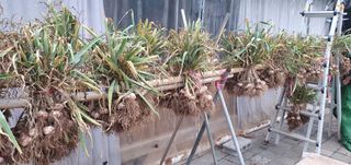 팜모닝회원 성주 님의 금쪽같은 내 작물 자랑하기 · 참여 작성글 사진