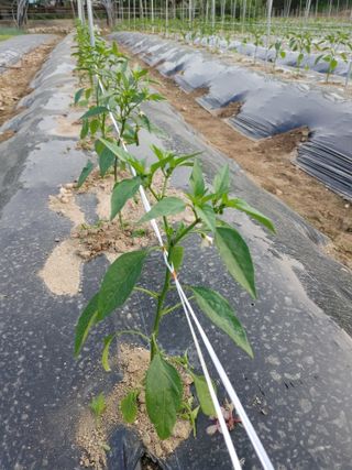 엉뚱한농사꾼임경섭님의 금쪽같은 내 작물 자랑하기 · 참여 작성글 사진