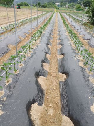 엉뚱한농사꾼임경섭님의 금쪽같은 내 작물 자랑하기 · 참여 작성글 사진