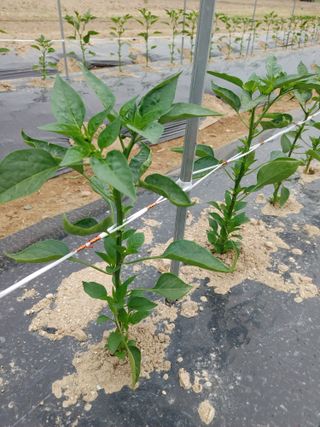 엉뚱한농사꾼임경섭님의 금쪽같은 내 작물 자랑하기 · 참여 작성글 사진