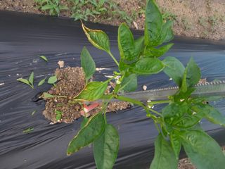 행복의집1592님의 고추 · 일상 작성글 사진