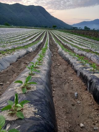 이영수님의 참깨 · 자유게시판 작성글 사진