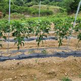 팜모닝 금쪽같은 내 작물 자랑하기·참여 게시글 이미지