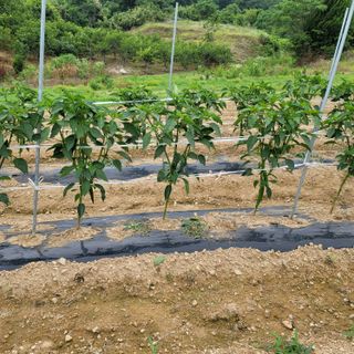 백호순(후추)님의 금쪽같은 내 작물 자랑하기 · 참여 작성글 사진