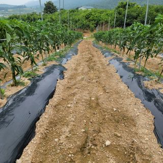 백호순(후추)님의 금쪽같은 내 작물 자랑하기 · 참여 작성글 사진