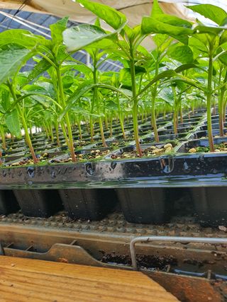 멋진여성농님의 고추 · 병해충상담 작성글 사진