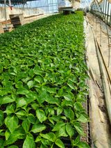 팜모닝 고추·병해충상담 게시글 이미지