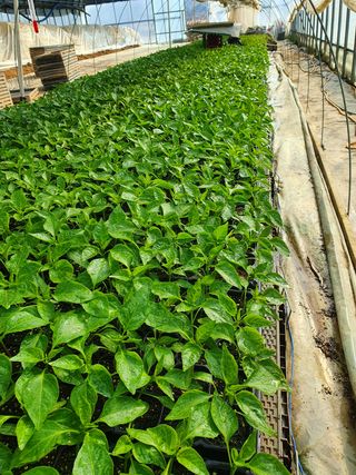 멋진여성농님의 고추 · 병해충상담 작성글 사진