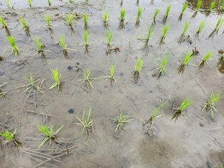 문정주님의 벼 · 자유게시판 작성글 사진