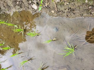 문정주님의 벼 · 자유게시판 작성글 사진