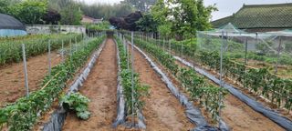 인천상륙작전님의 금쪽같은 내 작물 자랑하기 · 참여 작성글 사진