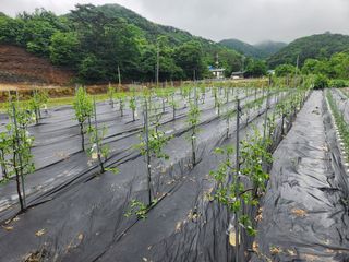 이덕수님의 금쪽같은 내 작물 자랑하기 · 참여 작성글 사진