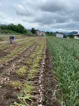 팜모닝 금쪽같은 내 작물 자랑하기·참여 게시글 이미지