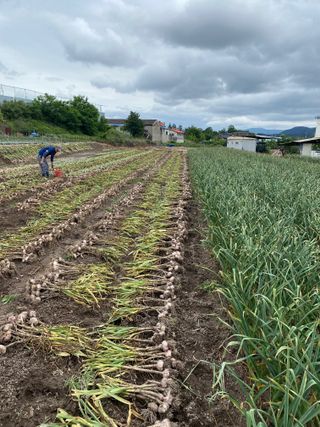영천황마늘님의 금쪽같은 내 작물 자랑하기 · 참여 작성글 사진