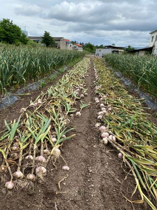 영천황마늘님의 금쪽같은 내 작물 자랑하기 · 참여 작성글 사진