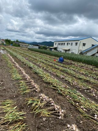 영천황마늘님의 금쪽같은 내 작물 자랑하기 · 참여 작성글 사진