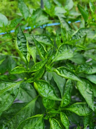 뜰 애님의 고추 · 병해충상담 작성글 사진