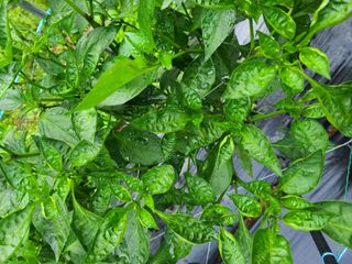 뜰 애님의 고추 · 병해충상담 작성글 사진