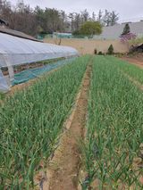 팜모닝 금쪽같은 내 작물 자랑하기·참여 게시글 이미지