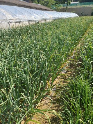 승리호님의 금쪽같은 내 작물 자랑하기 · 참여 작성글 사진