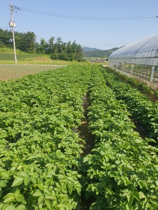 승리호님의 금쪽같은 내 작물 자랑하기 · 참여 작성글 사진