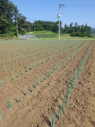 승리호님의 금쪽같은 내 작물 자랑하기 · 참여 작성글 사진