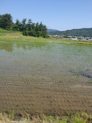 승리호님의 금쪽같은 내 작물 자랑하기 · 참여 작성글 사진