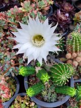 팜모닝 금쪽같은 내 작물 자랑하기·참여 게시글 이미지