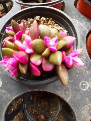 다육이를기르고가꾸는님의 금쪽같은 내 작물 자랑하기 · 참여 작성글 사진