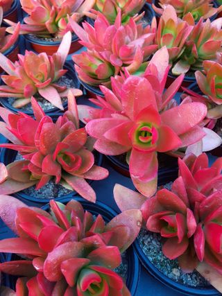 다육이를기르고가꾸는님의 금쪽같은 내 작물 자랑하기 · 참여 작성글 사진