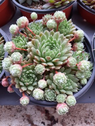 다육이를기르고가꾸는님의 금쪽같은 내 작물 자랑하기 · 참여 작성글 사진