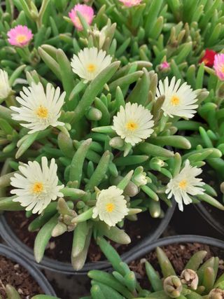 다육이를기르고가꾸는님의 금쪽같은 내 작물 자랑하기 · 참여 작성글 사진