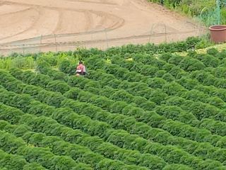 안영매(터실농장)님의 금쪽같은 내 작물 자랑하기 · 참여 작성글 사진