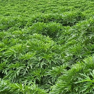 안영매(터실농장)님의 금쪽같은 내 작물 자랑하기 · 참여 작성글 사진