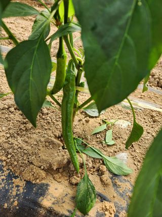 별향기님의 고추 · 지주설치•유인•성장 작성글 사진