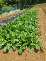 팜모닝 금쪽같은 내 작물 자랑하기·참여 게시글 이미지