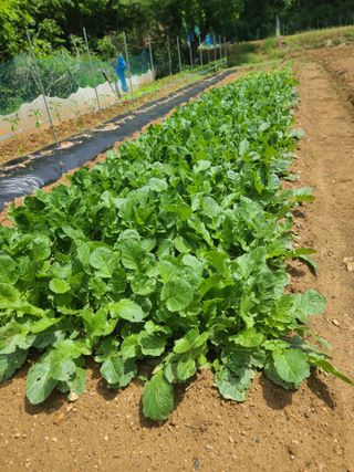 김효중 님의 금쪽같은 내 작물 자랑하기 · 참여 작성글 사진