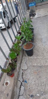 팜모닝 금쪽같은 내 작물 자랑하기·참여 게시글 이미지