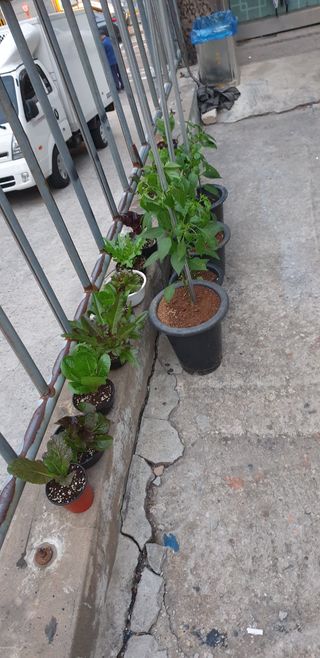 이병일님의 금쪽같은 내 작물 자랑하기 · 참여 작성글 사진